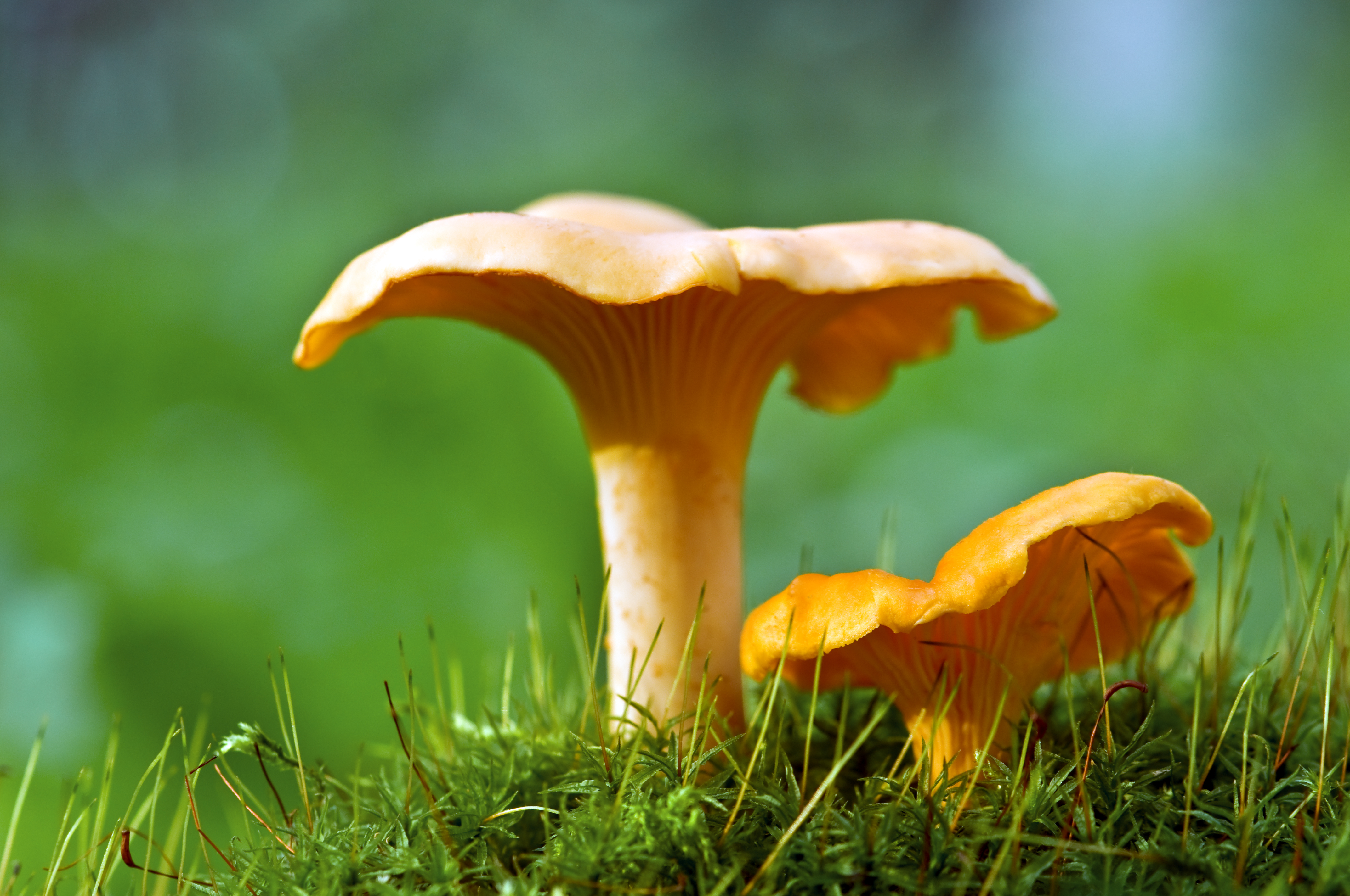 chanterelle in the wild mushroom