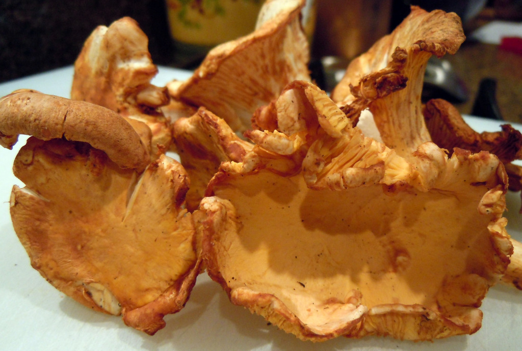 golden chanterelle or girolle chanterelle mushroom