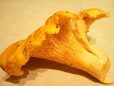  girolle chanterelle mushroom